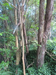 Erythrina ×sykesii