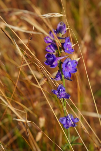 Image of Delphinium hesperium by (c) Michael Warner, some rights reserved (CC BY)