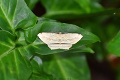 Calletaera dentata