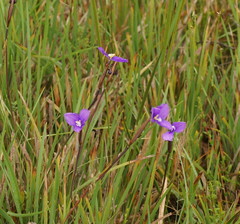 Patersonia occidentalis occidentalis