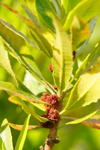 Wax Myrtle