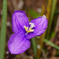 Patersonia occidentalis occidentalis