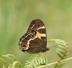 Tisiphone abeona albifascia