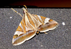 Agrioglypta