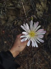 Malacothrix saxatilis tenuifolia
