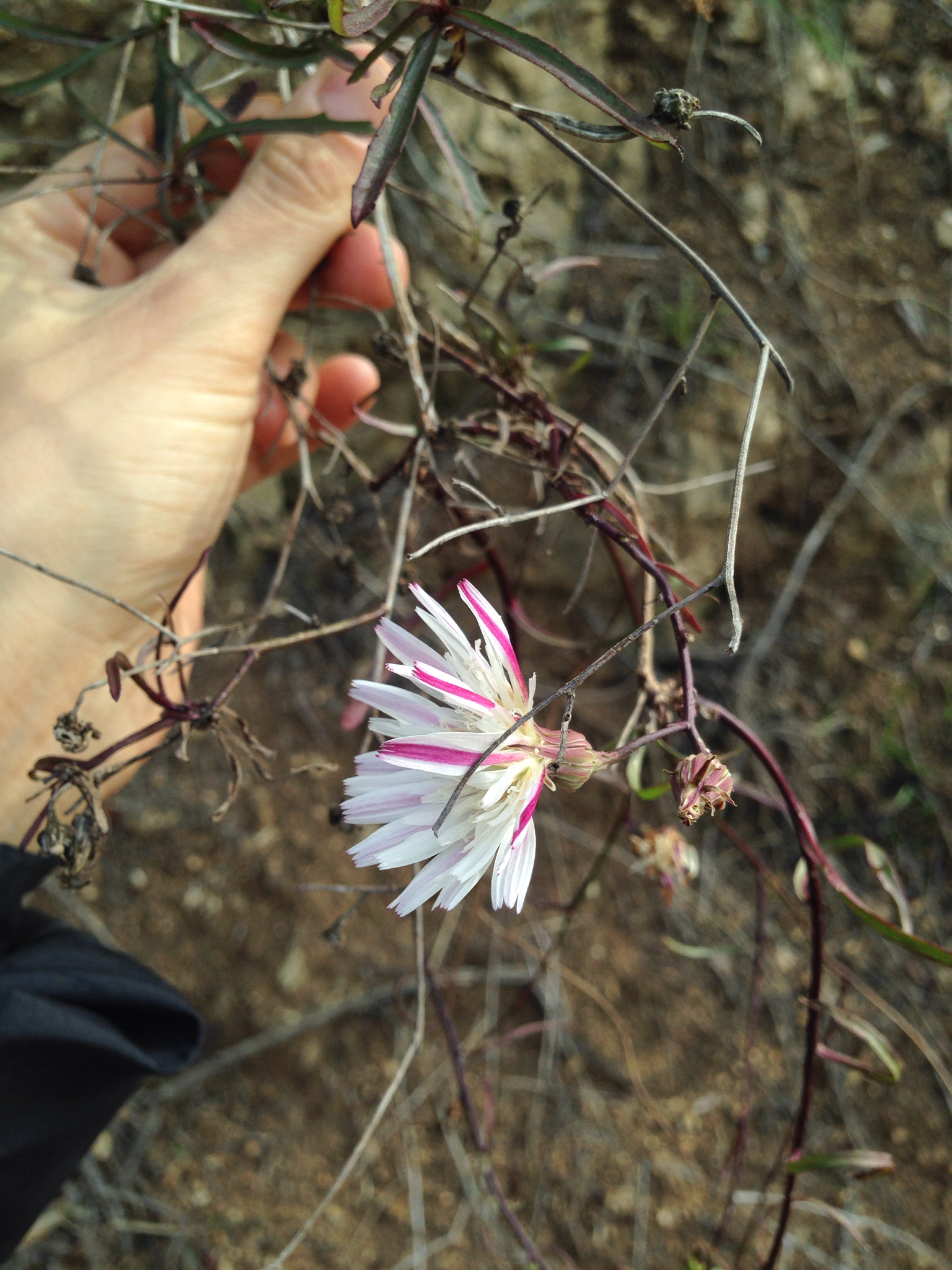 Malacothrix saxatilis var. tenuifolia