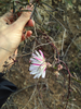 Short-leaved Cliff Aster - Photo (c) marinnaw, some rights reserved (CC BY-NC), uploaded by marinnaw