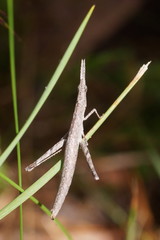 Vandiemenella viatica