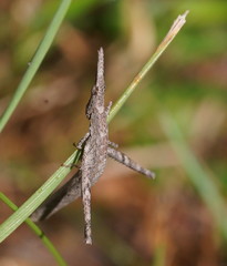 Vandiemenella viatica