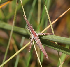Vandiemenella viatica