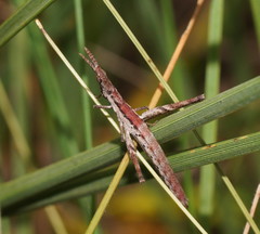 Vandiemenella viatica