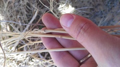Eragrostis chloromelas