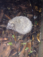 Erinaceus concolor