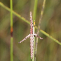 Vandiemenella viatica