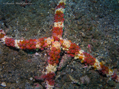 Echinaster callosus