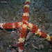 Echinaster callosus