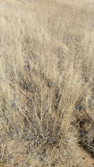 Eragrostis chloromelas