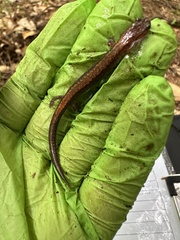 Plethodon cinereus image