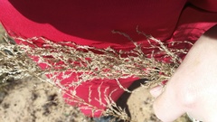 Eragrostis chloromelas
