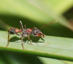Myrmecia pulchra