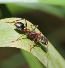 Myrmecia pulchra