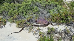 Pseudonaja inframacula