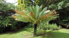 Cycas thouarsii