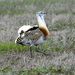 Bustards - Photo (c) Sergey Yeliseev, some rights reserved (CC BY-NC-ND)