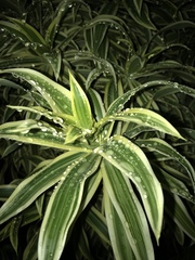 Dracaena reflexa