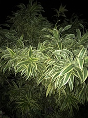 Dracaena reflexa