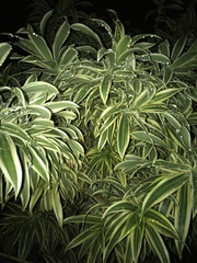Dracaena reflexa