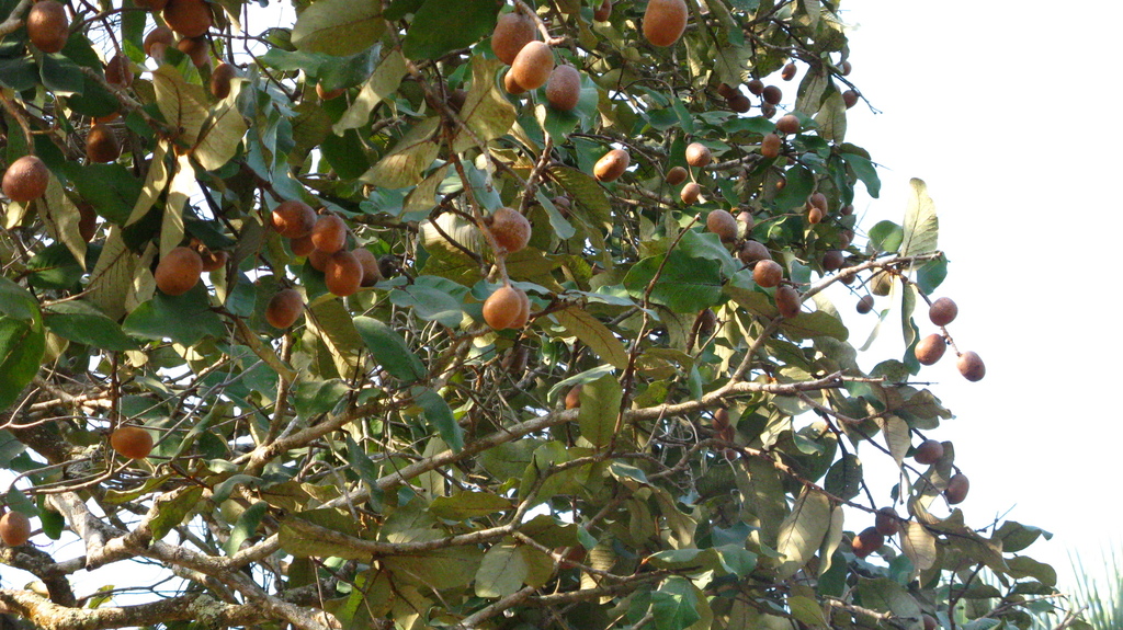 Neocarya