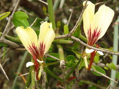 Pelargonium tetragonum