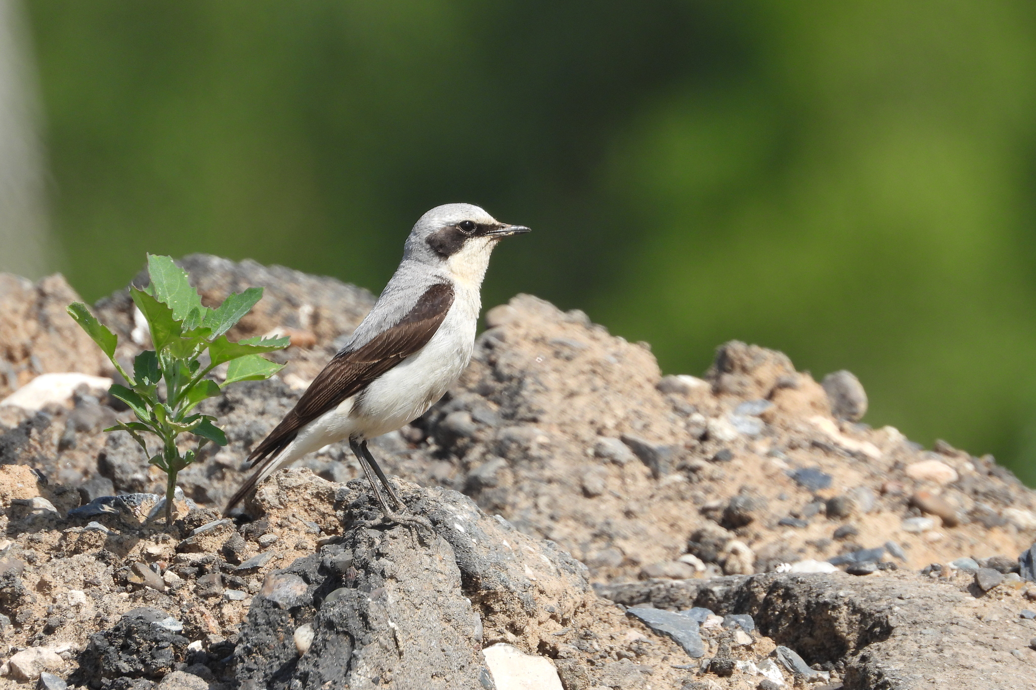 iNaturalist.org. Д. Александрова, Чебоксары Чувашия, июнь 2023