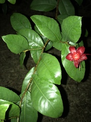 Ochna thomasiana