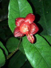 Ochna thomasiana