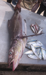 Rachycentron canadum