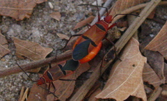 Dysdercus fasciatus