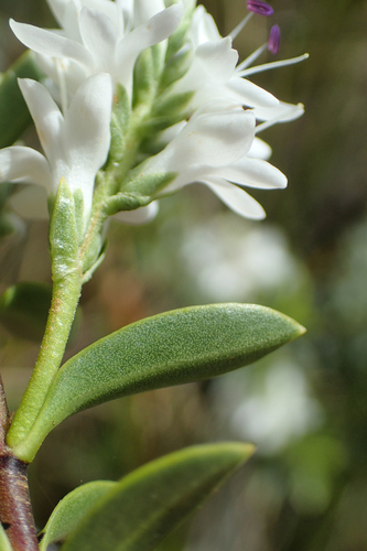 Image of Veronica baylyi by (c) Duncan Cunningham, some rights reserved (CC BY)