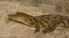 Crocodylus suchus