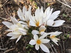 Crocus aleppicus