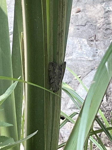 Agrippina Underwing photo 5