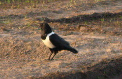 Corvus albus