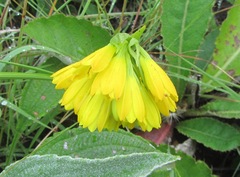 Eulophia leontoglossa