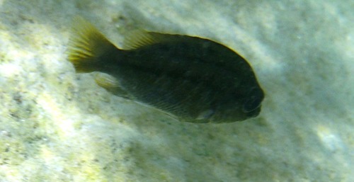 Haplochromis fire blue (Protomelas taeniolatus) — Cichlidae