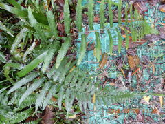 Microlepia marginata bipinnata