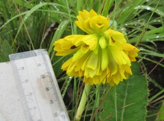 Eulophia leontoglossa