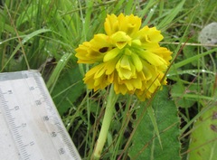 Eulophia leontoglossa