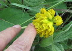 Eulophia leontoglossa