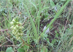 Orthochilus foliosus